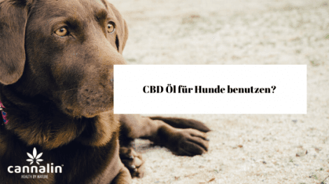 CBD für Hunde
