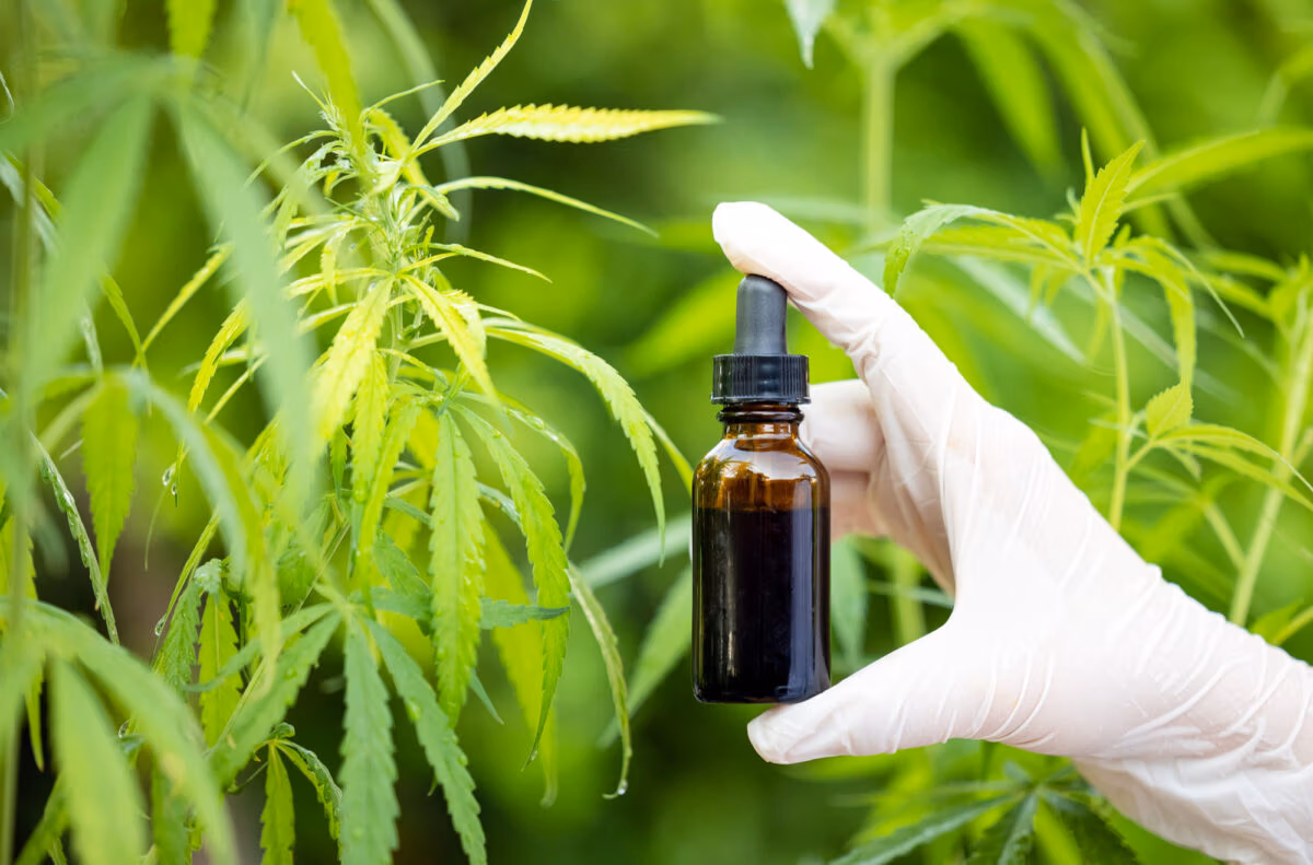 CBD Öl Vollspektrum