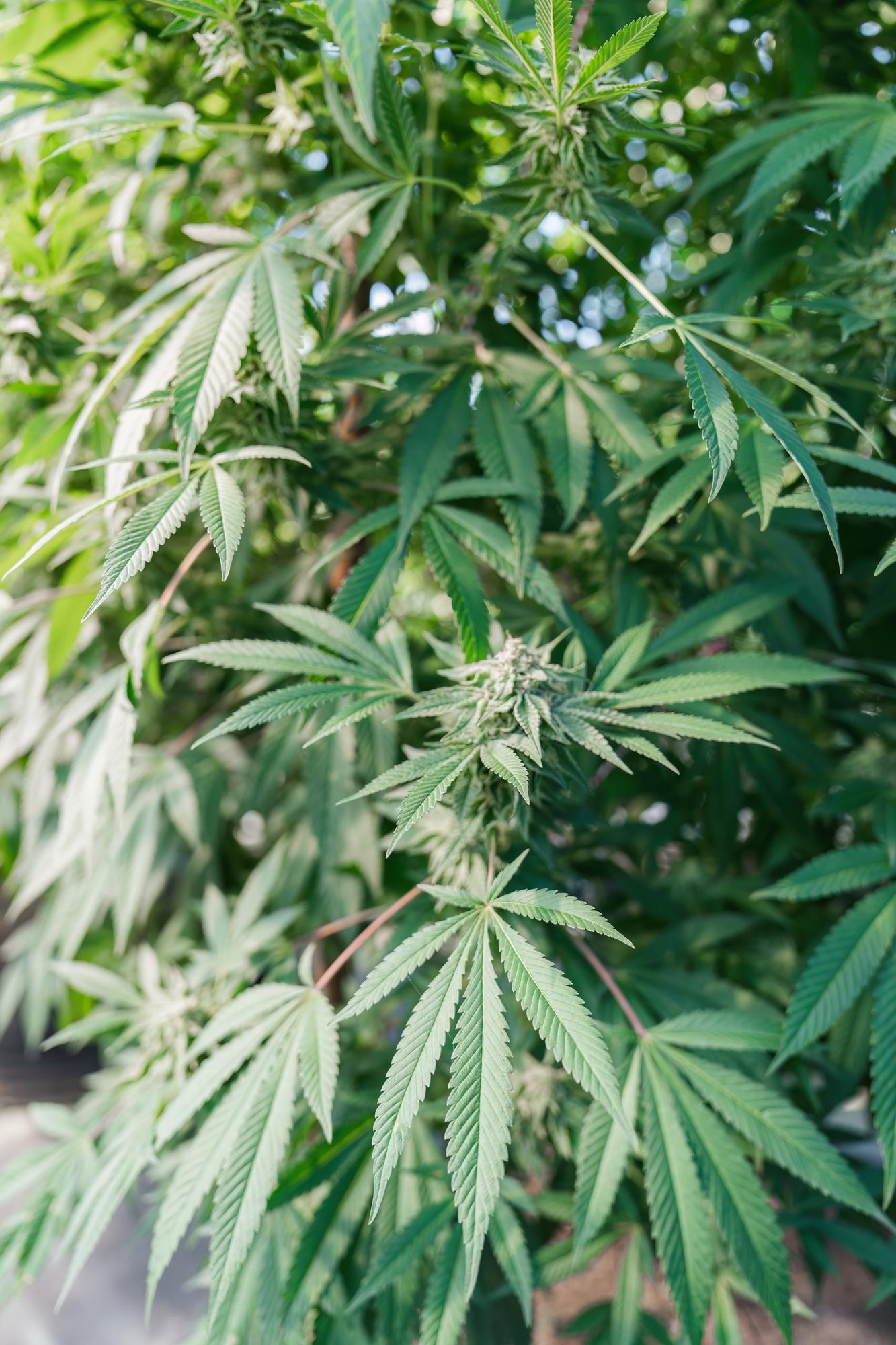 Full Spectrum CBD &Ouml;l